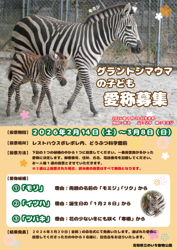 終了しました。グラントシマウマの子ども 愛称募集 | イベント情報 