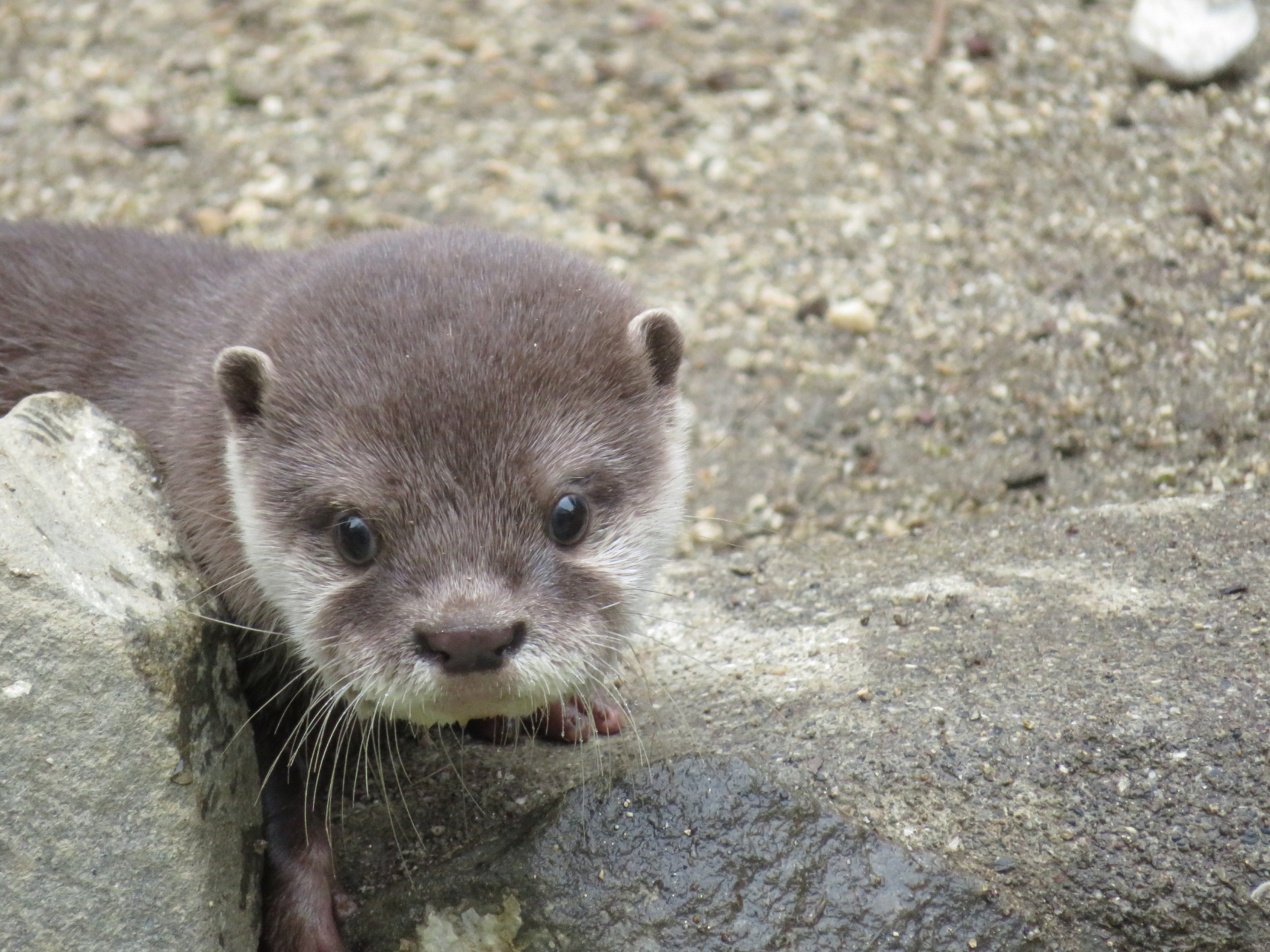 カワウソ | 温帯の森 | 高知県立のいち動物公園 公式サイト - 人も動物 