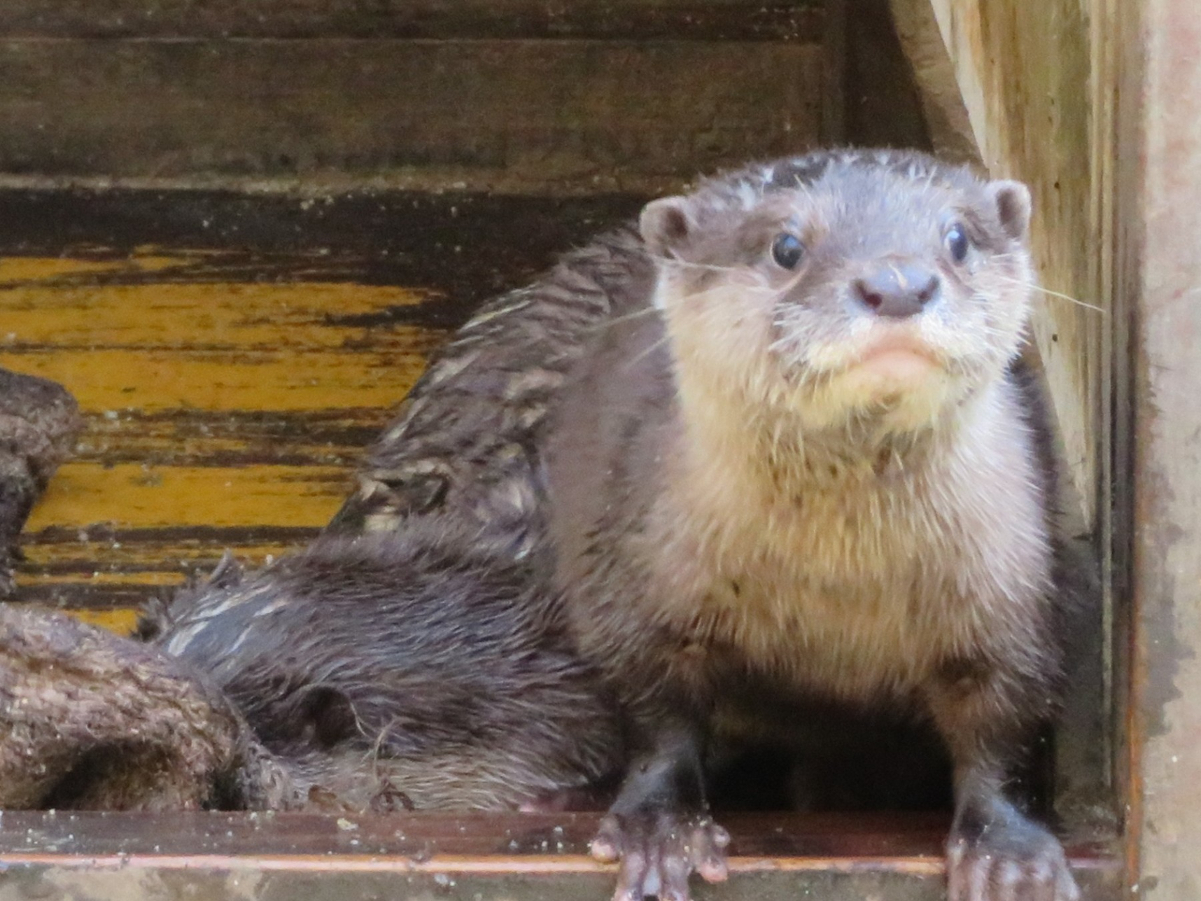 カワウソ | 温帯の森 | 高知県立のいち動物公園 公式サイト - 人も動物 